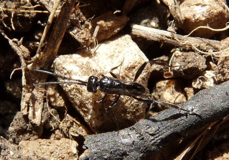 Evaniidae: Evania appendigaster